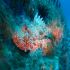 Scorpionfish - Image